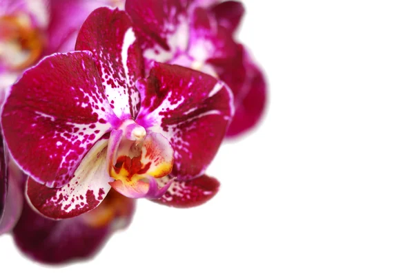 Orchidee geïsoleerd op witte achtergrond — Stockfoto