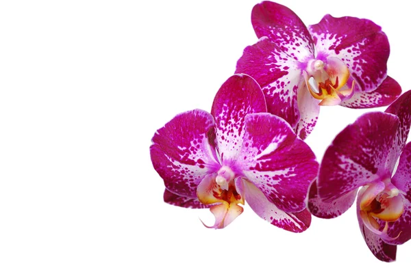 Orchidee geïsoleerd op witte achtergrond — Stockfoto