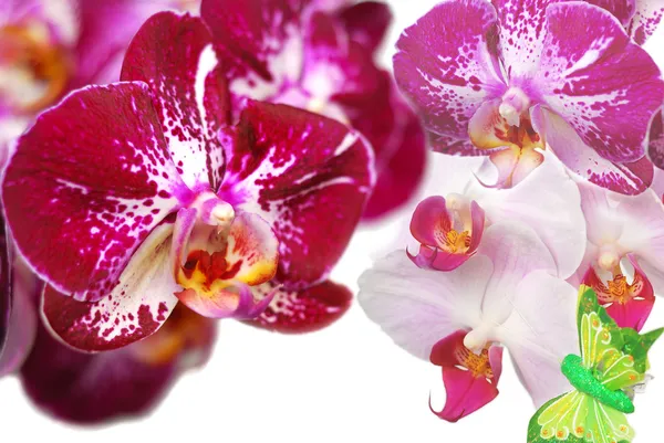 Orchidee geïsoleerd op witte achtergrond — Stockfoto