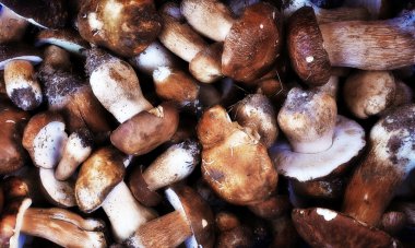 Mantar (Boletus mantarı) - arka plan