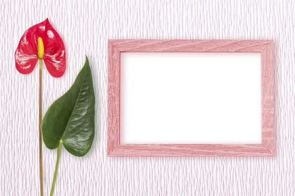 Anthurium flower and pink frame. Anthurium flowers and leaves, also known as male happiness, are heart shaped. Elegant background for Valentine\'s Day with space for text