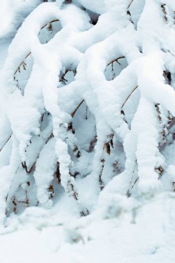 Yoğun kar yağışından sonra çalılar karla kaplandı. Dalların üzerinde kalın bir kar tabakası. Kar peteği