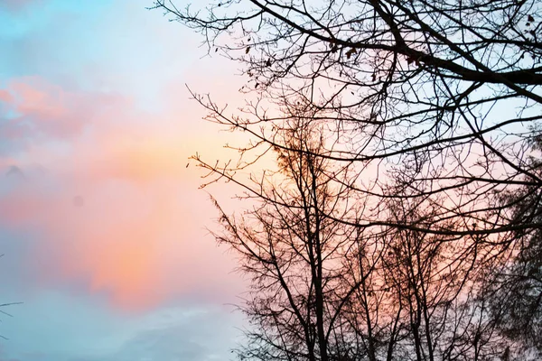 Осеннее Небо Красочными Облаками Розового Желтого Оттенков Ветви Деревьев Листьев — стоковое фото