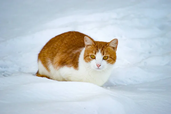 Gato Doméstico Saiu Livre Senta Neve Gato Não Tem Medo — Fotografia de Stock