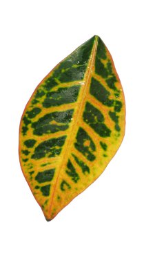 açık kırmızı ve sarı yeşil yaprak