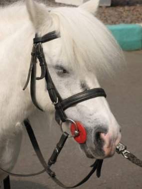 küçük beygir veya midilli