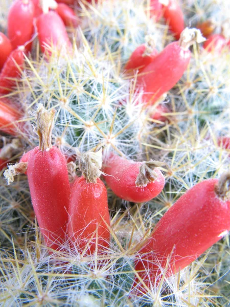 Cactus — Foto de Stock