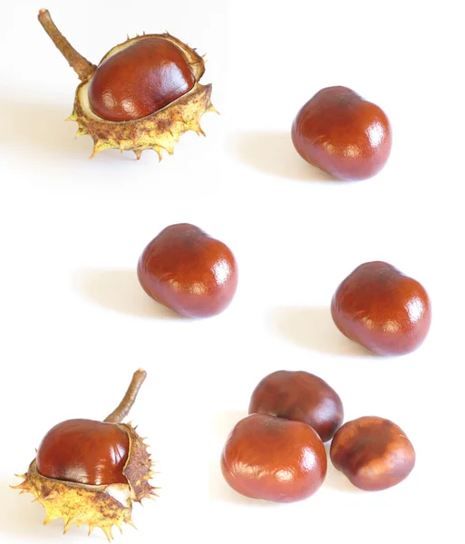 Several chestnuts isolated — Stock Photo, Image