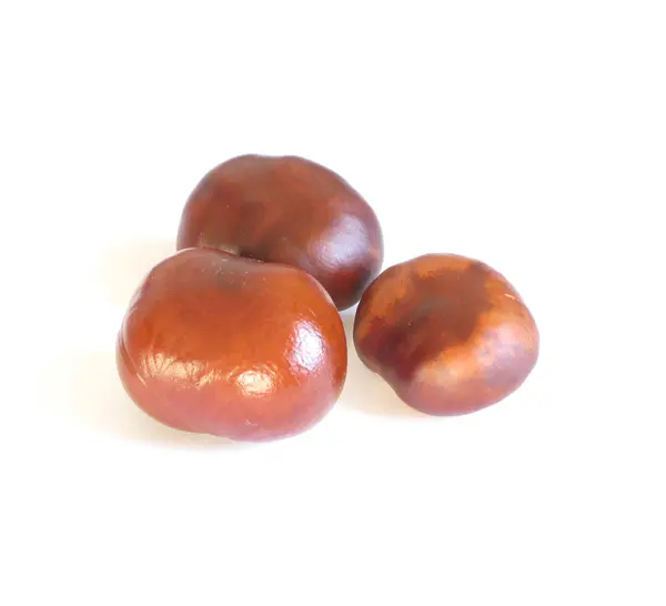 Chestnut — Stock Photo, Image