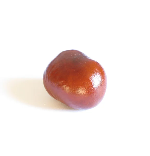 Chestnut — Stock Photo, Image