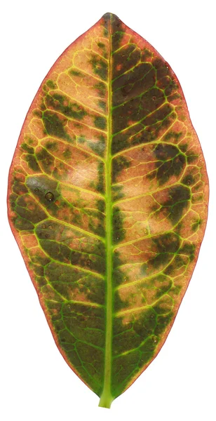 Передний красный и желтый зеленый лист — стоковое фото