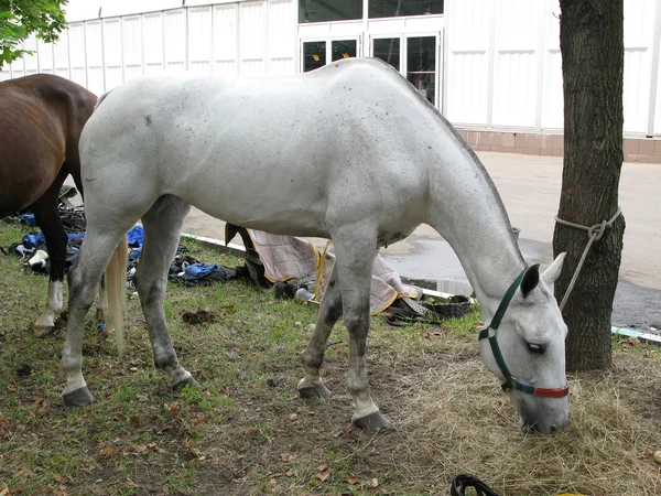 Cavalo branco alimentação — Fotografia de Stock