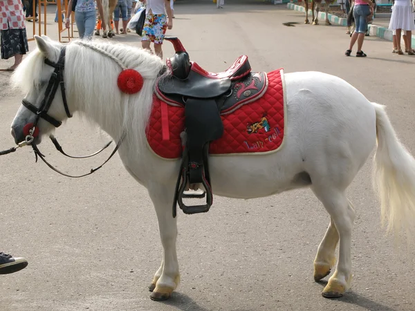 Een kleine werkpaard of pony — Stockfoto