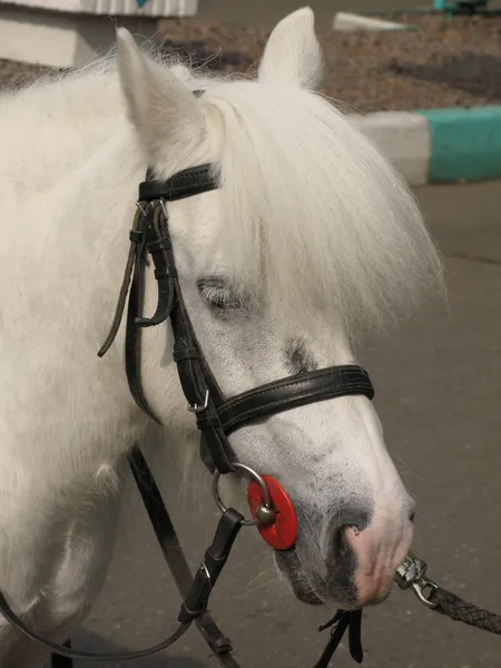 A small workhorse or pony — Stock Photo, Image