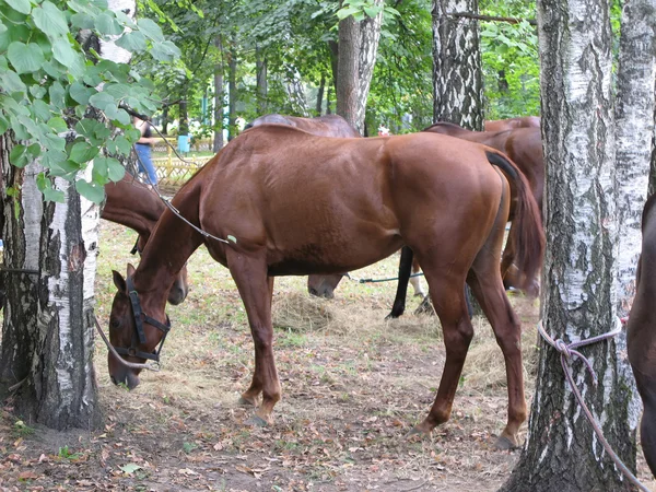 Красивая лошадь — стоковое фото