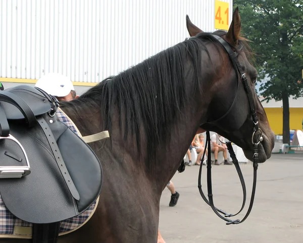 Beautiful horse — Stock Photo, Image