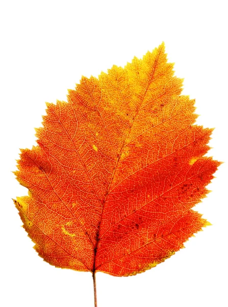 Φθινόπωρο φύλλα hawthorn — Φωτογραφία Αρχείου