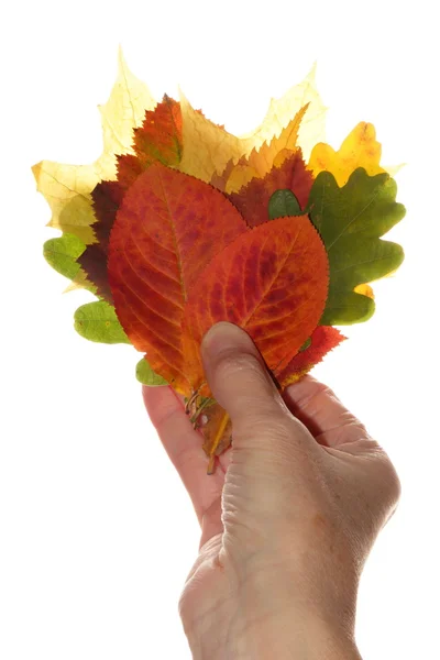 Φύλλα του φθινοπώρου στον ανθρώπινο χέρι — Φωτογραφία Αρχείου