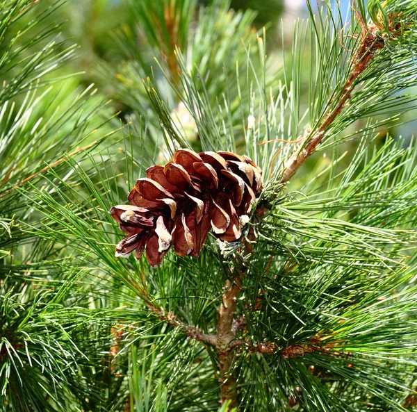 Conos de pino, de cedro — Foto de Stock