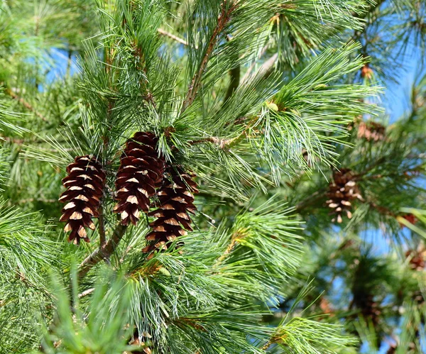 Cones de pinheiro, cones de cedro — Fotografia de Stock