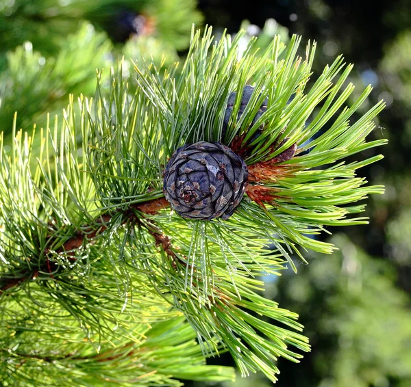 Cones de pinheiro, cones de cedro Imagens De Bancos De Imagens