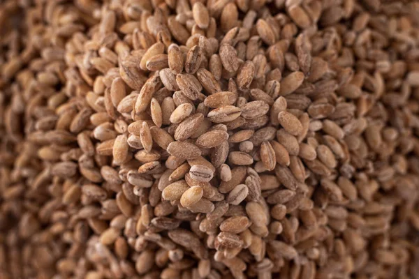 A bunch of barley. Healthy Ancient grain food. Extreme closeup