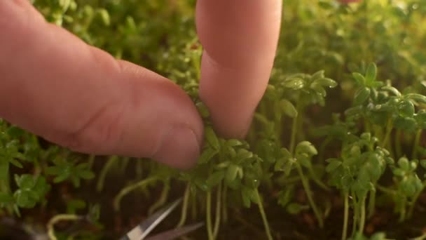 Microgreens Cut Scissors Right Bed Grown Vertical Growing Herbs Greens — Vídeos de Stock