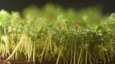 Microgreen seeds are healthy food. Sprouts take root and emerge from the ground. Greenhouse for sprouting organic greens. Microgreens sprouting behind glass.