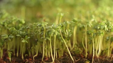 The process of watering microgreens. Spraying water on the greens. Spraying microgreens with a sprayer. The concept of veganism and healthy eating