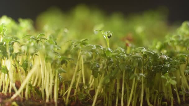 Microgreen Seeds Healthy Food Sprouts Take Root Emerge Ground Greenhouse — Vídeo de Stock