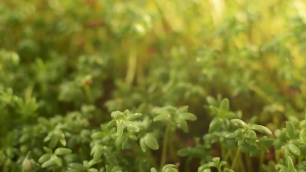 Выращивание Микрозелени Семейный Бизнес Микрозелены Поливаются Водой — стоковое видео