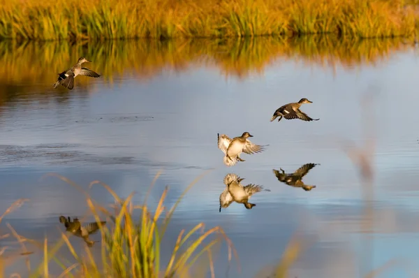 Wilde eenden — Stockfoto