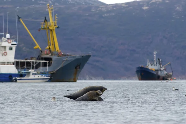 Robben im Seehafen — Stockfoto