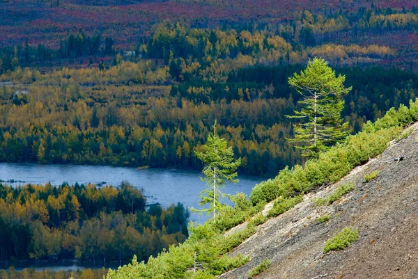 Zwei Lärchen — Stockfoto