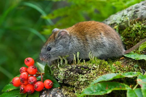 Kırmızı vole — Stok fotoğraf