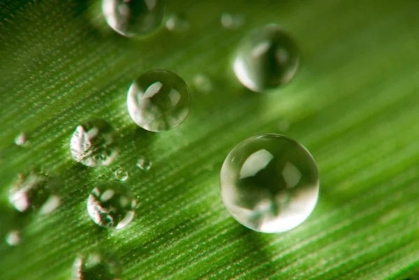 Gotas na grama — Fotografia de Stock