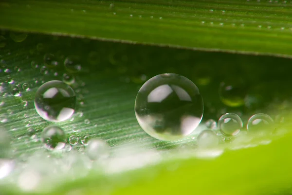 Drops on the grass — Stock Photo, Image