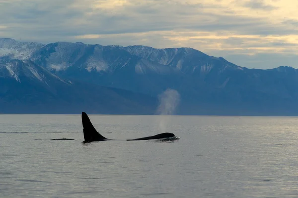 Ballena asesina — Foto de Stock