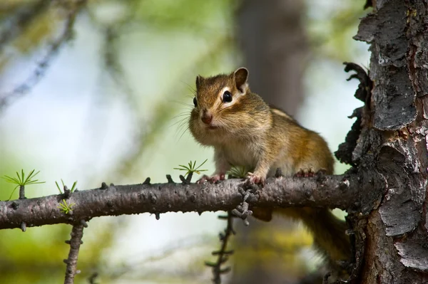 Streifenhörnchen — Stockfoto