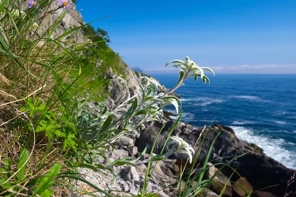 Edelweiss, Leontopodium alpinum — Fotografia de Stock