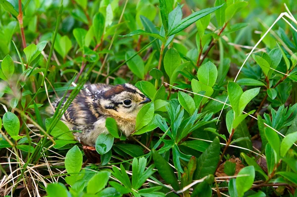 Grouse chick — Stockfoto