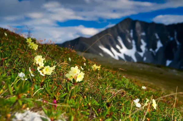 Рододендрон Золотий — стокове фото