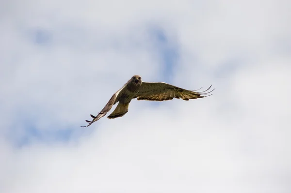 Duik buzzard — Stockfoto