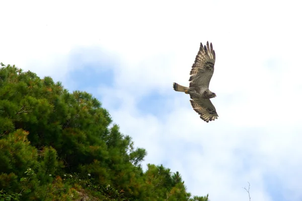 Duik buzzard — Stockfoto