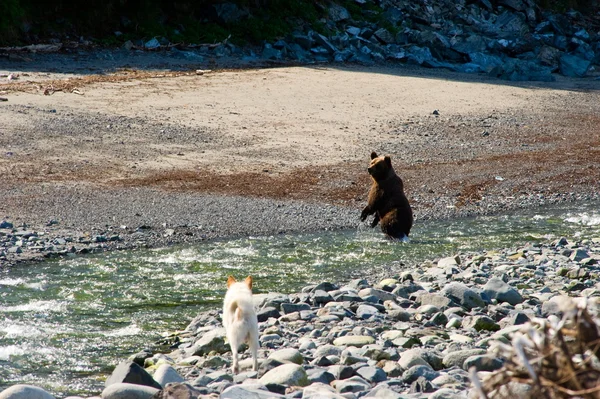 Dwa niedźwiedzie i pies — Zdjęcie stockowe