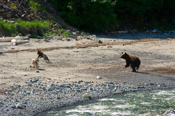 2 つのクマと犬 — ストック写真