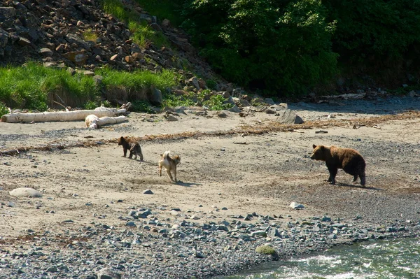 Deux ours et chien — Photo