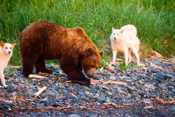 Urso e cão — Fotografia de Stock