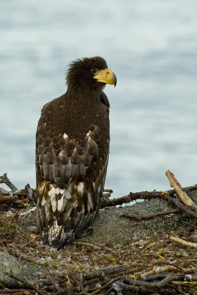 Nestling Steller's Sea Eagle in the nest — Stock Photo, Image