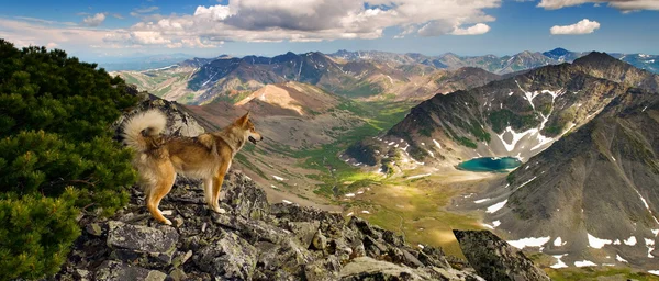 I cani vedono anche la bellezza . — Foto Stock